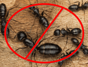 carpenter ants colony in edmonton
